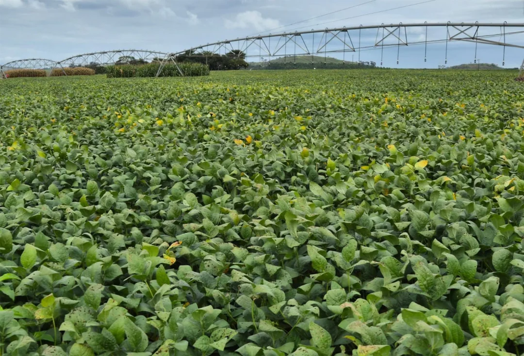 Estudos indicam ganhos de até 17 sacas por hectare em milho-verão e cerca de 5 sacas na soja
