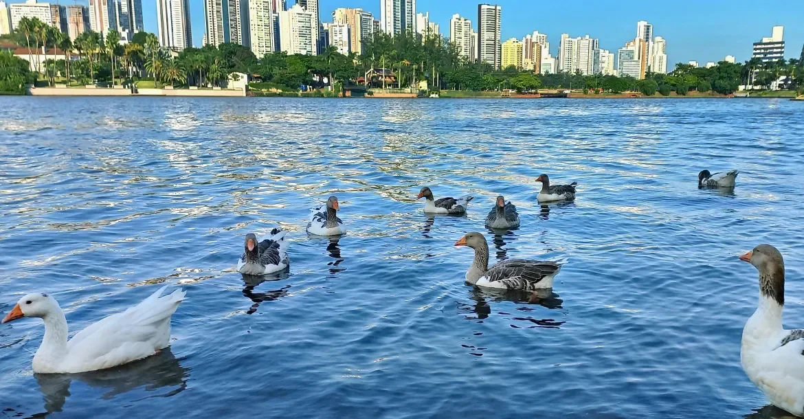 Escoteiros promovem mutirão ambiental no Lago Igapó II com plantio de árvores e distribuição de mudas
