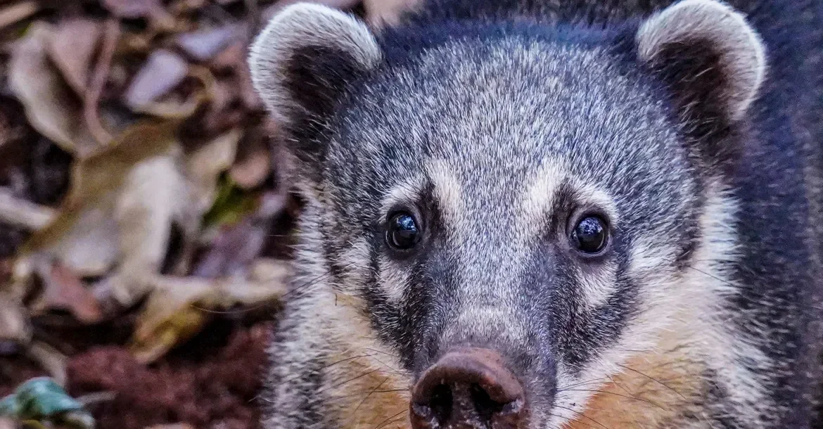Londrina abre licitação para contratar serviço de resgate de animais silvestres