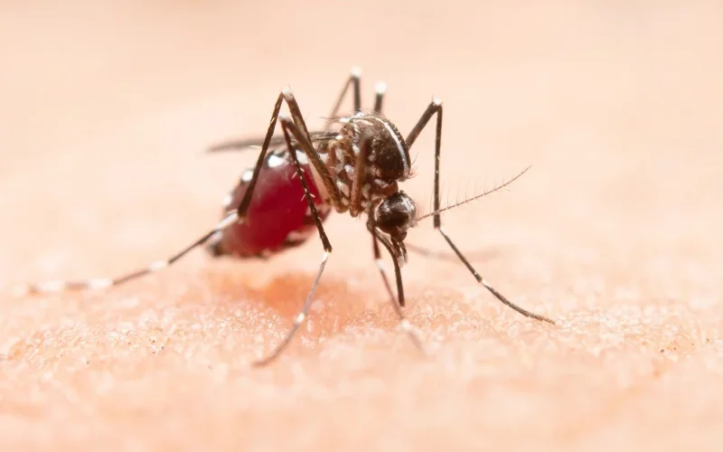 Ibiporã recebe aparelhos que aceleram atendimento de pacientes com suspeita de dengue